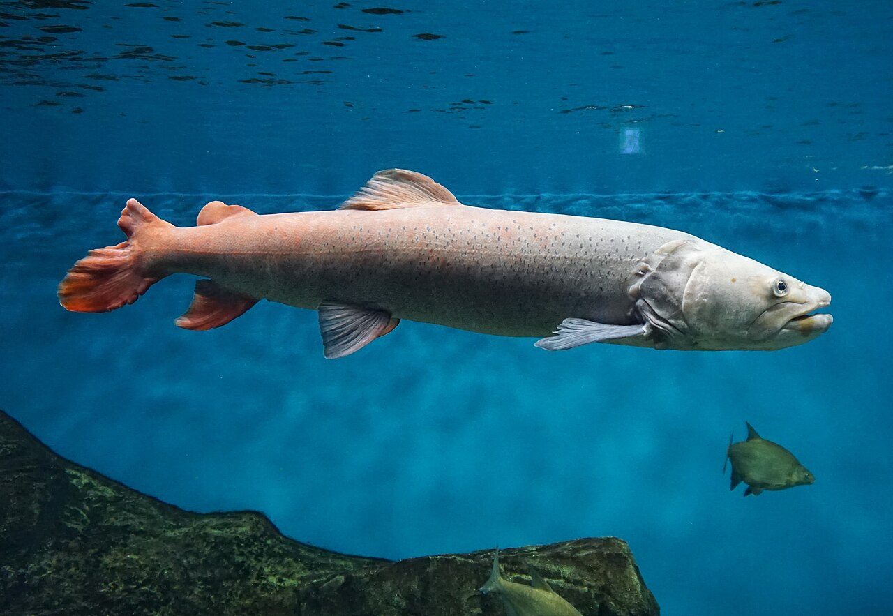 Taimen: a practical guide to the world’s largest trout